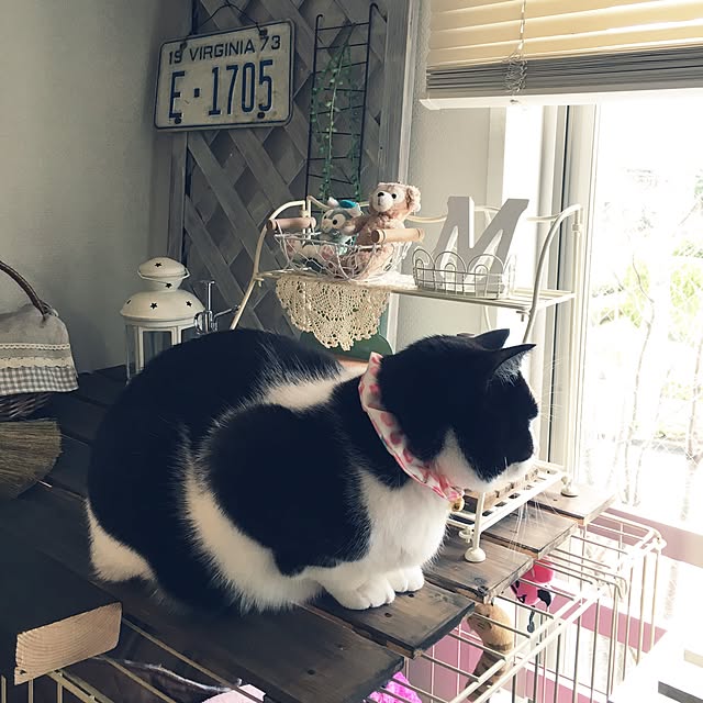 mametaroさんの実例写真
