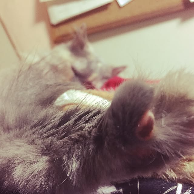 haruさんの実例写真