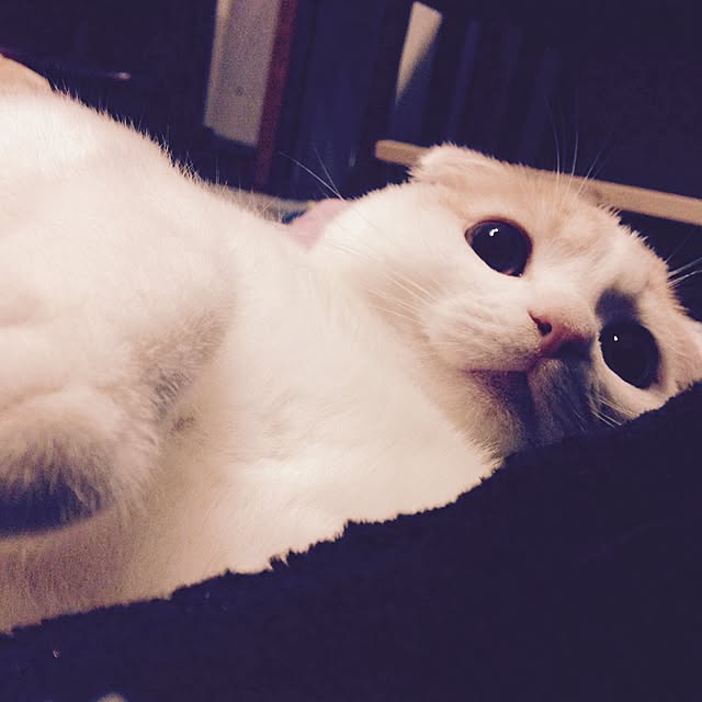 onojiijiさんの実例写真