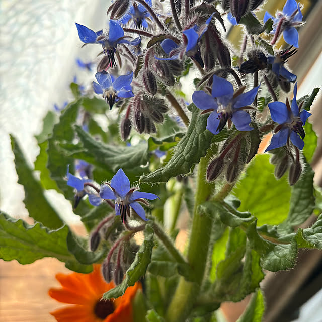 portulacaさんの部屋