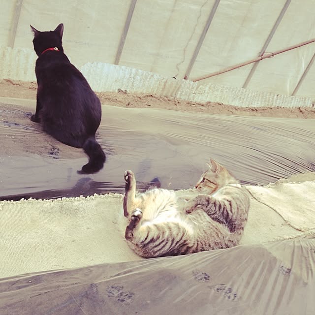 実例写真