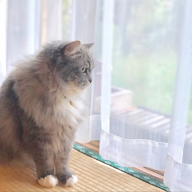 mii-tanさんの実例写真