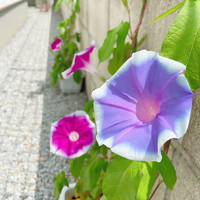 fumofumoさんの実例写真