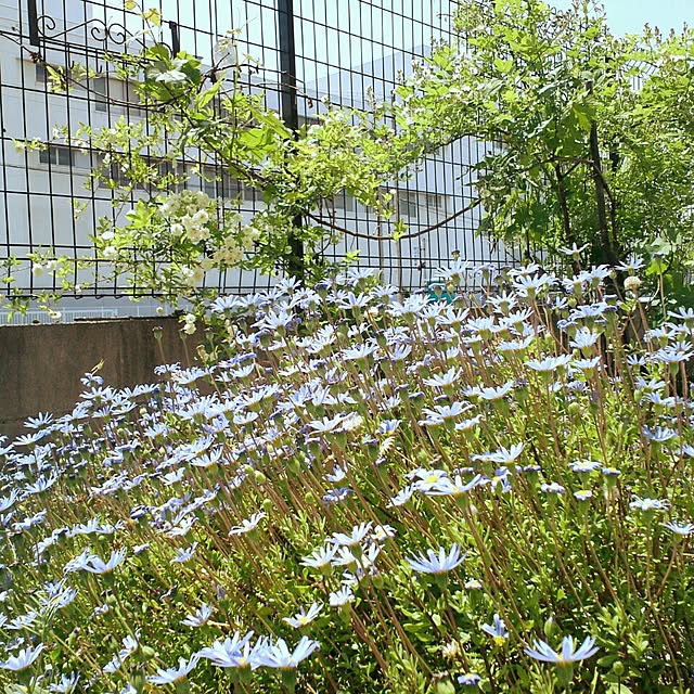 omowaredouさんの実例写真