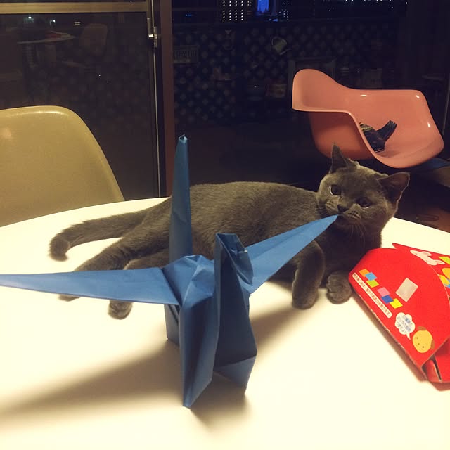Shojiさんの実例写真