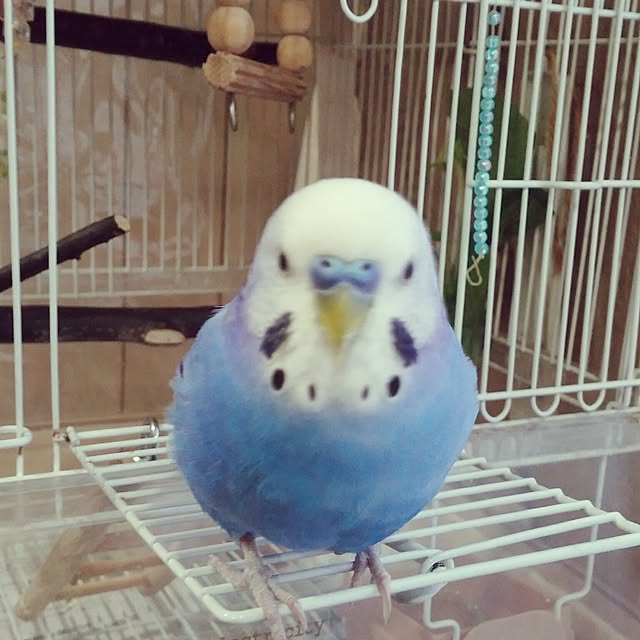 opiopiopiさんの実例写真