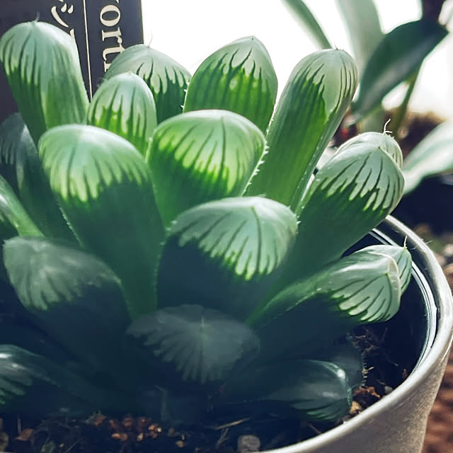 mamanさんの実例写真