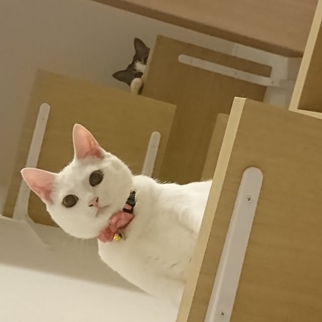 karenさんの実例写真