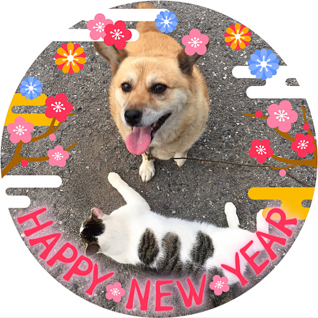 yocchiさんの実例写真