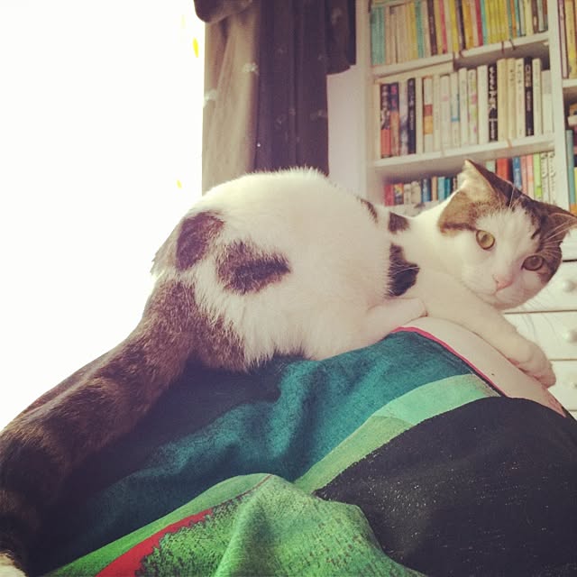 実例写真