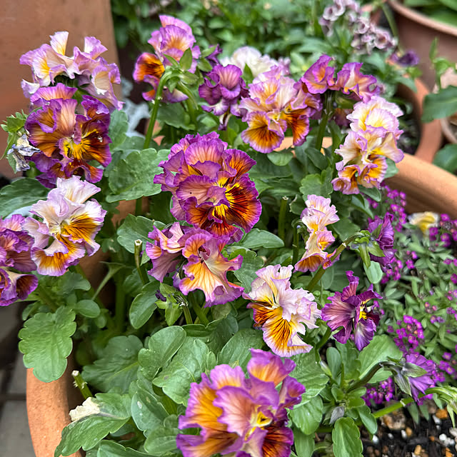 mamizaさんの実例写真