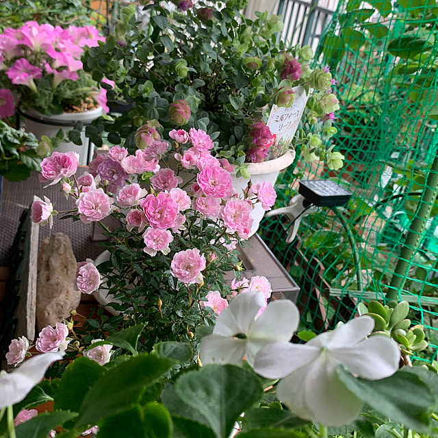 部屋全体/いつも見てくれてありがとうございます♡/いつも見てくださって、感謝です♡/サファニア/CoCo ちゃんからもらったミニ薔薇...などのインテリア実例 - 2025-06-08 08:11:52