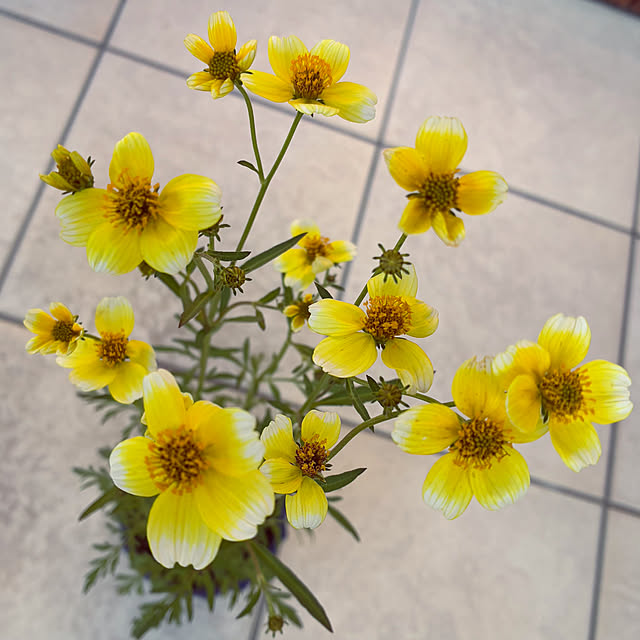 ayayayayaさんの部屋