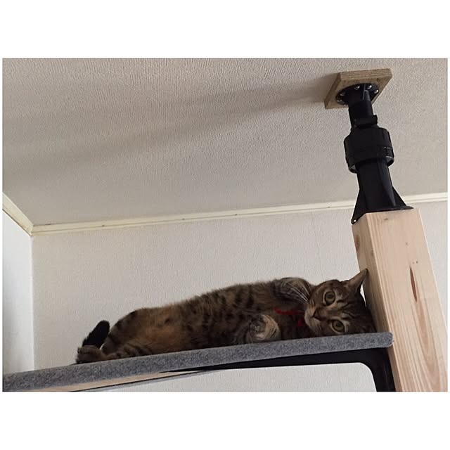 catwomanさんの実例写真