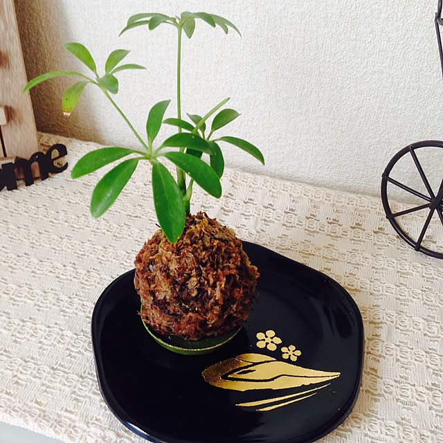 棚/DIY/一人暮らし/賃貸/観葉植物...などのインテリア実例 - 2015-05-27 20:19:13