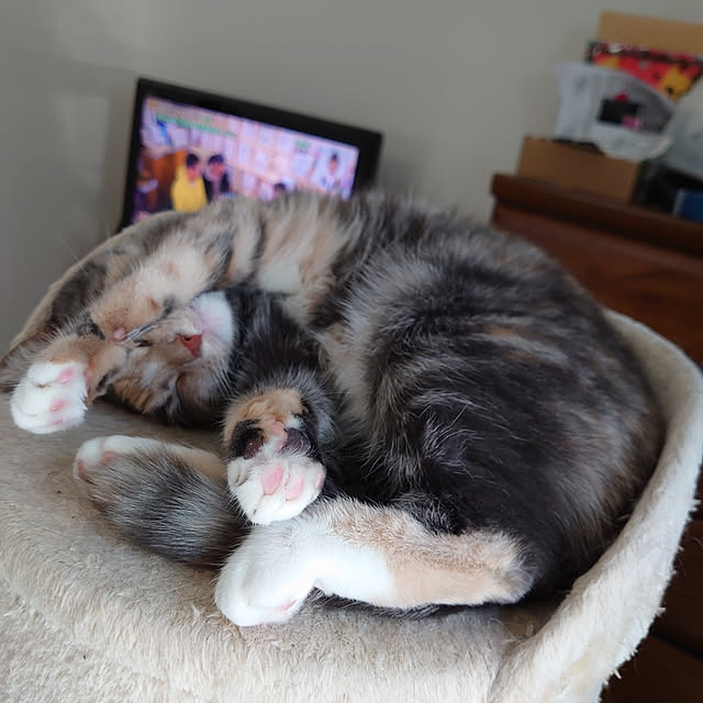 shinobuさんの実例写真