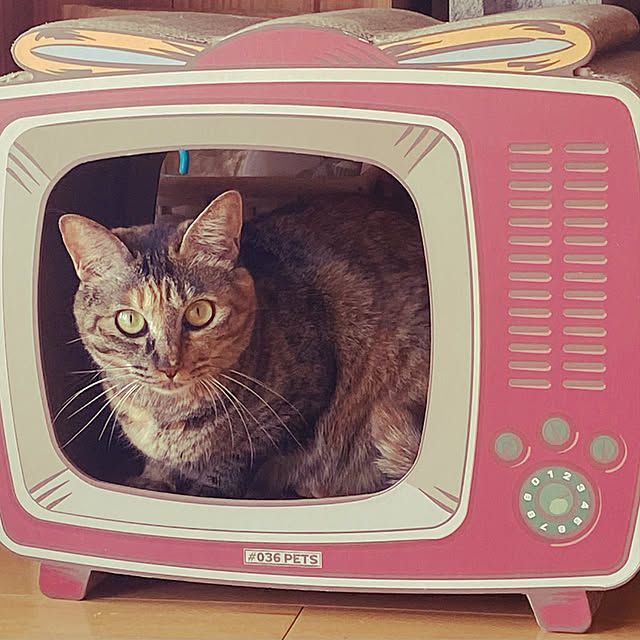 猫と犬のいる生活/猫のいる暮らし/ねこと暮らす/ねこ雑貨/雑貨...などのインテリア実例 - 2021-07-26 10:40:45