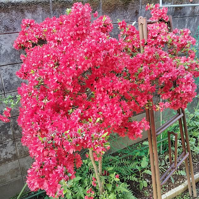 momomamaさんの部屋