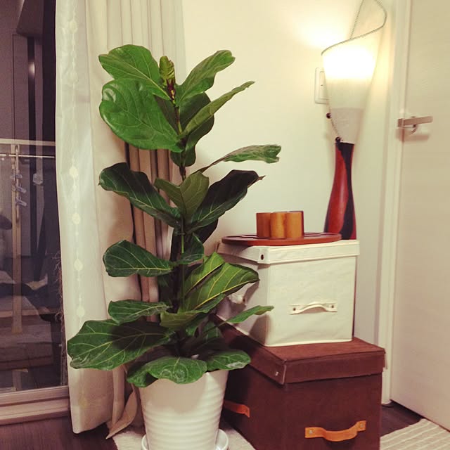 CURL38さんの実例写真
