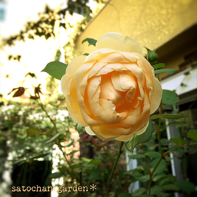 satochanさんの実例写真