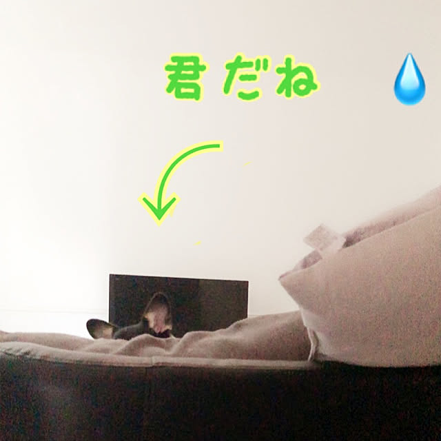 Ruiさんの実例写真