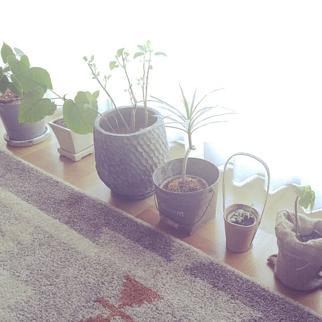 rie06さんの実例写真