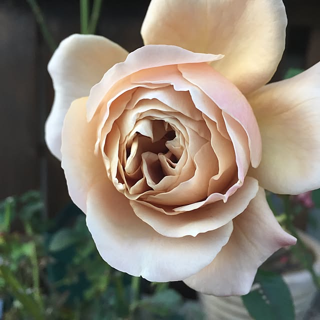happygardenさんの実例写真