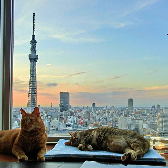 実例写真