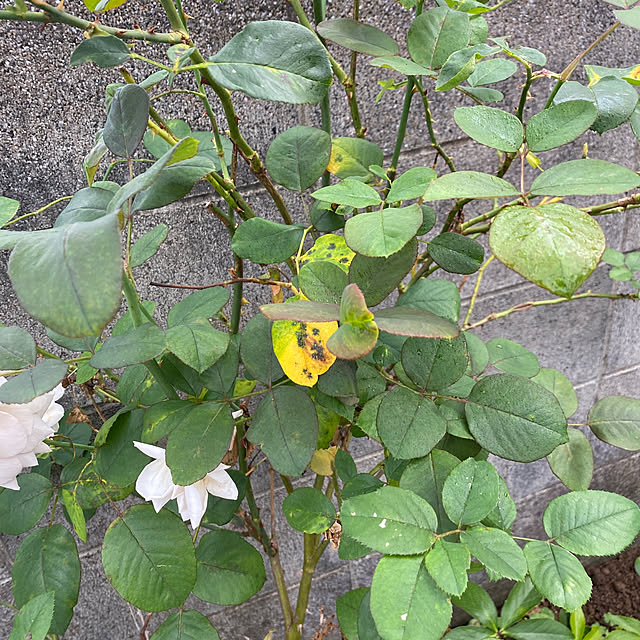 chIoeさんの部屋