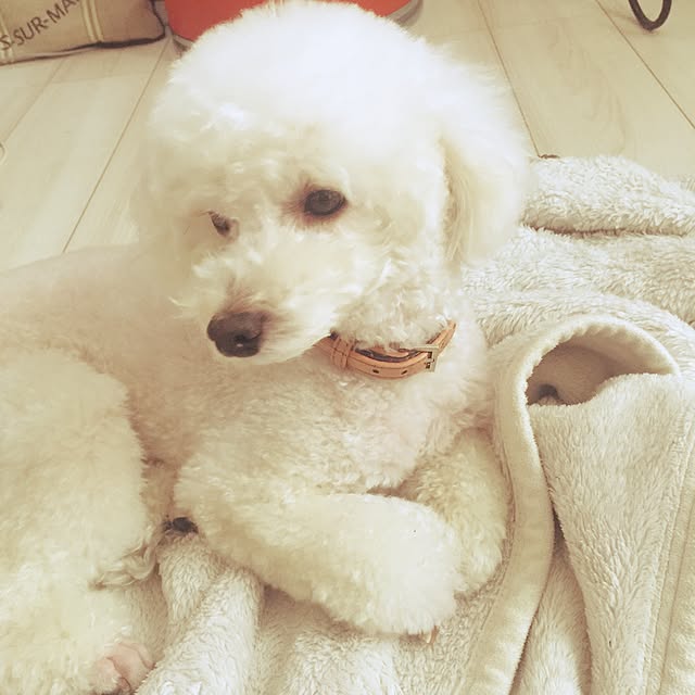 ayaroicoさんの実例写真