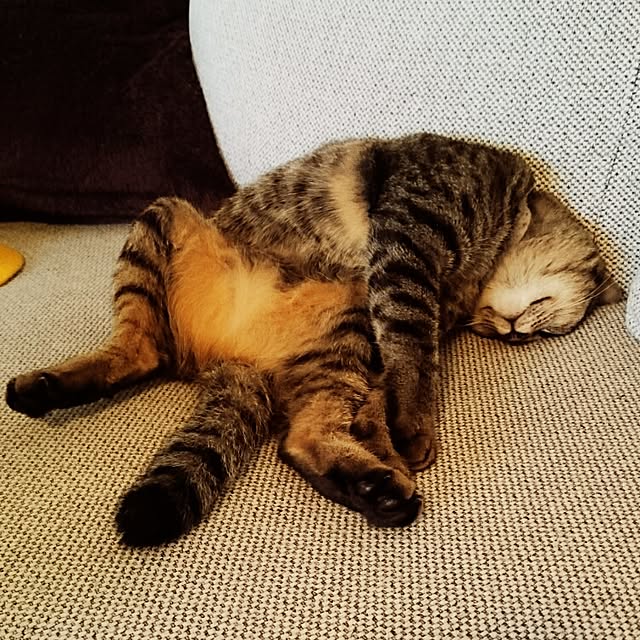 mono_plantさんの実例写真