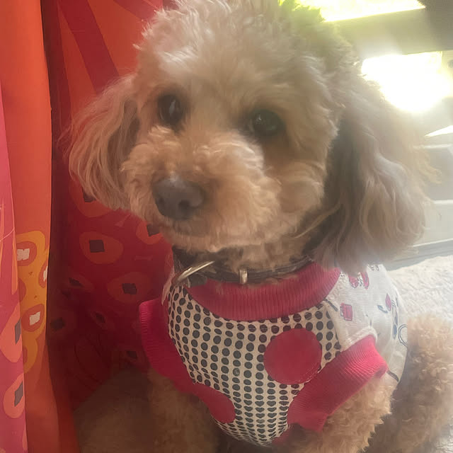 COCOさんの実例写真