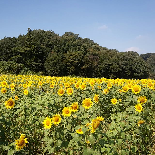 実例写真