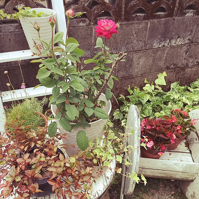 muwaさんの実例写真
