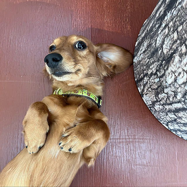 uninekoさんの実例写真