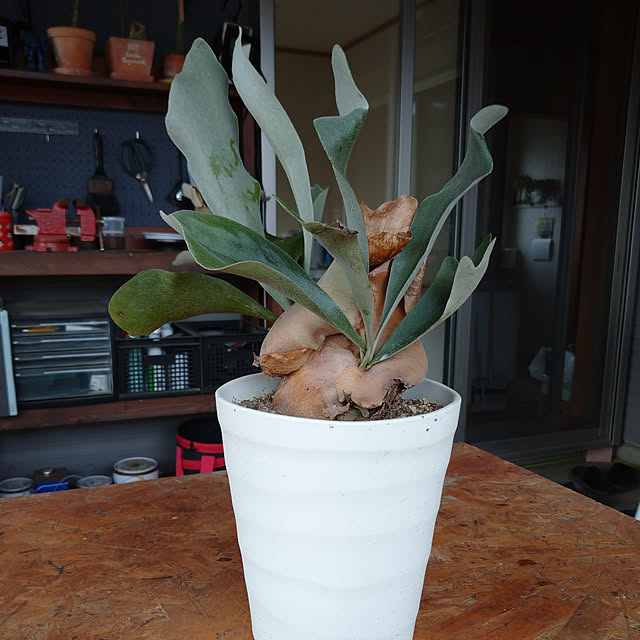 pineさんの実例写真