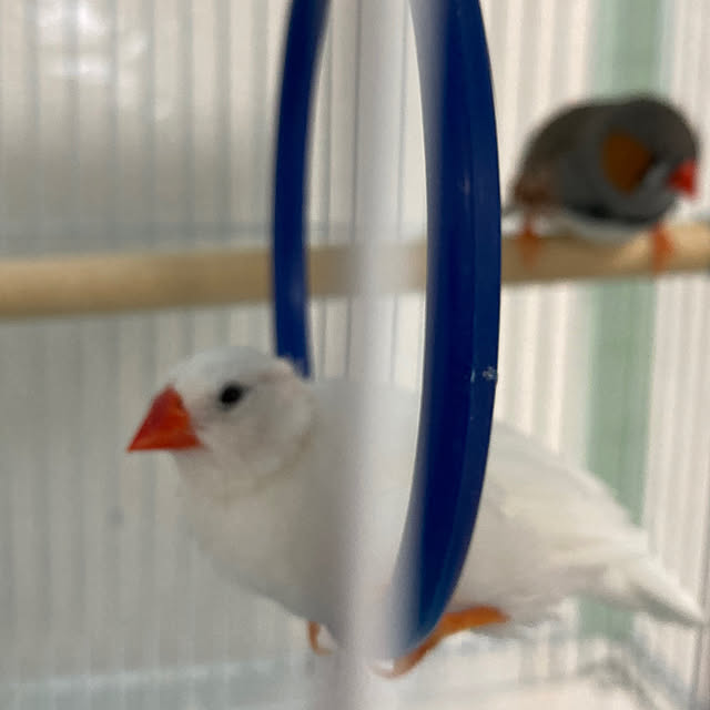 koroさんの部屋