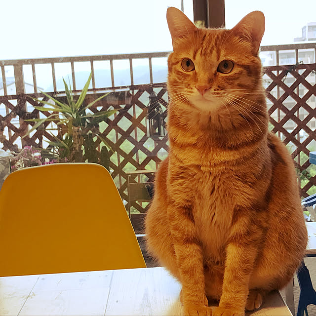 miyamiさんの実例写真
