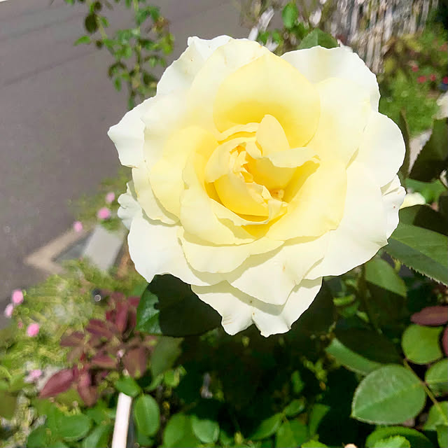 tomoさんの実例写真