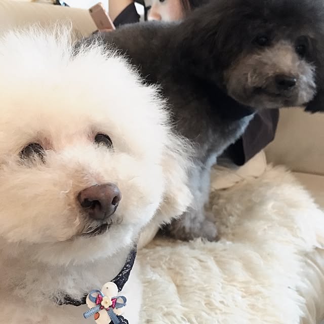 Mikaさんの実例写真