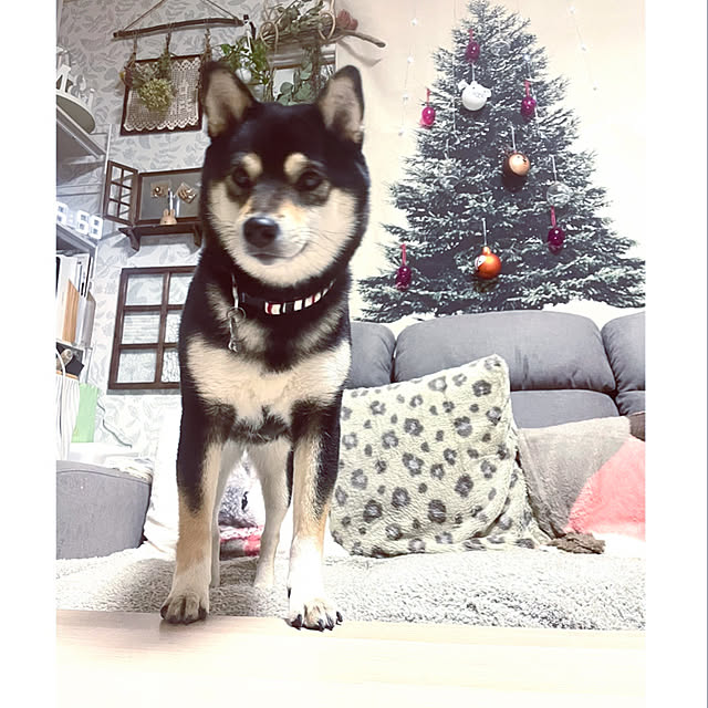mo-nosukeさんの実例写真