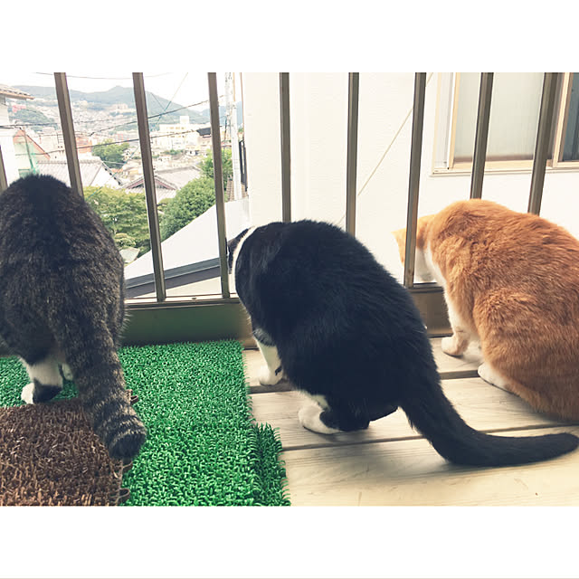 実例写真