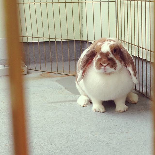 mokaraiさんの実例写真