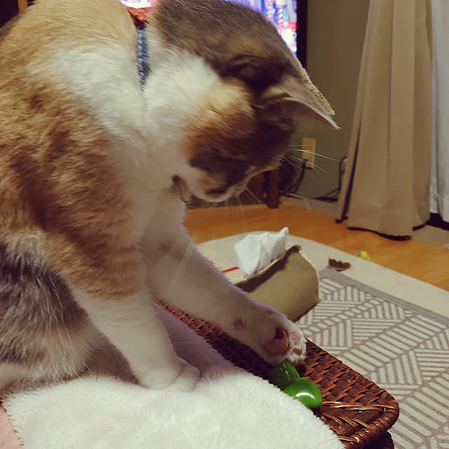 fukuさんの実例写真