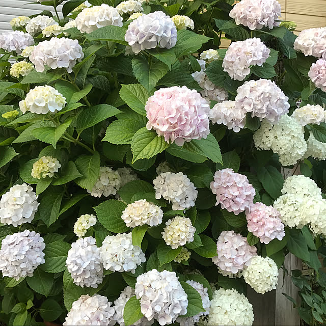 実例写真