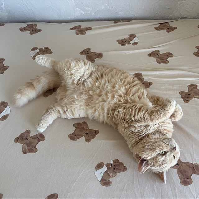 naokoさんの実例写真