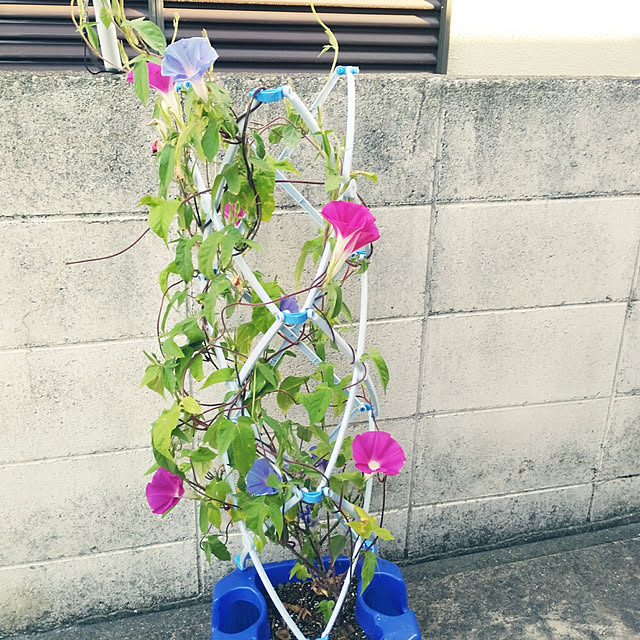 fruityanさんの実例写真