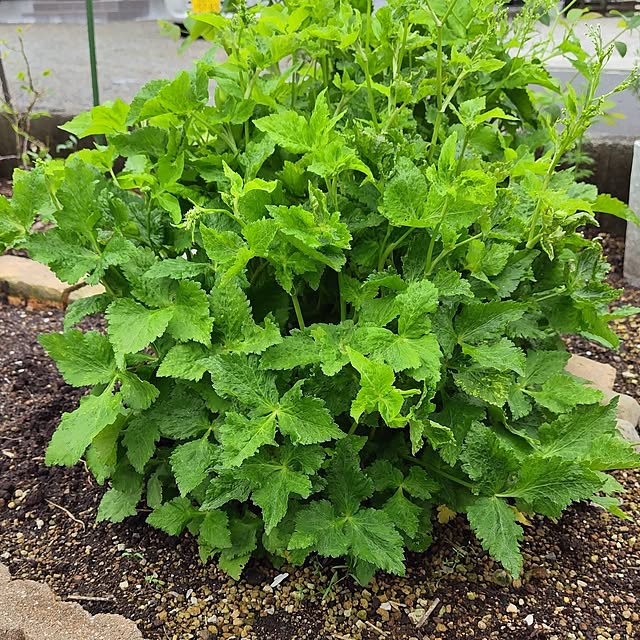 mutsuさんの部屋