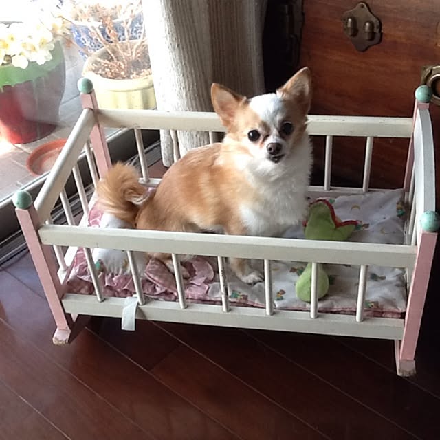 Sangoさんの実例写真