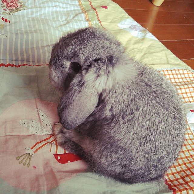 mogu0418さんの実例写真